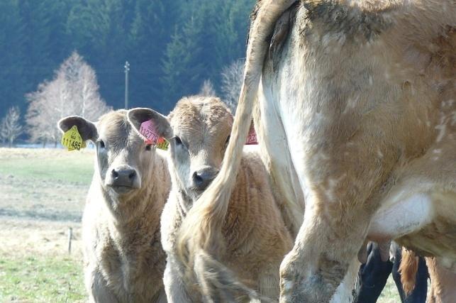 Fotografie z družstva Ekolife Obrázek č. 2: Býci plemene Limousine Obrázek č.