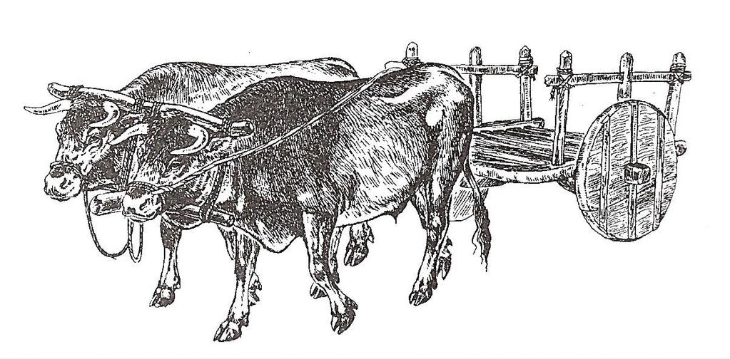 Obr. 10: Rekonstrukce zápřahu hovězího dobytka do dvoukolého vozu (Holodňák 2006,