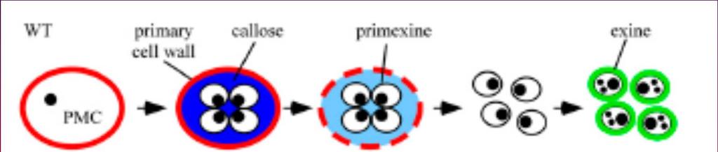 fkp1 pylová zrna bez povrchové vrstvy 11 FKP1 (FLAKY POLLEN 1) kóduje 3-hydroxy-3-methylglutaryl-coenzym A syntázu = enzym