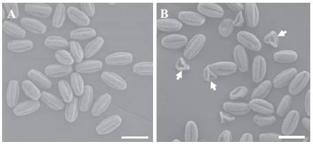 MGP1 (MALE GAMETOPHYTE DEFECTIVE 1) kóduje F a d podjednotku mitochondriální F 1 F 0 -ATP