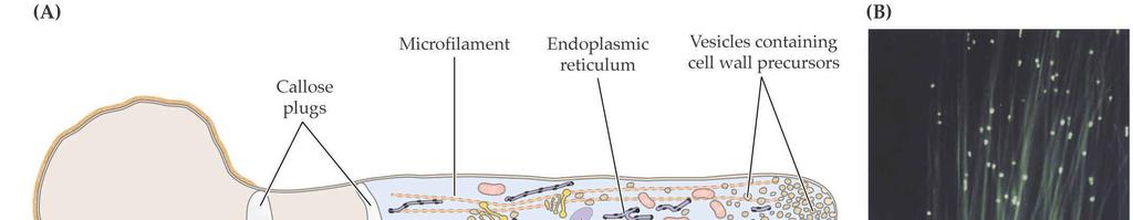 21 Mechanismus