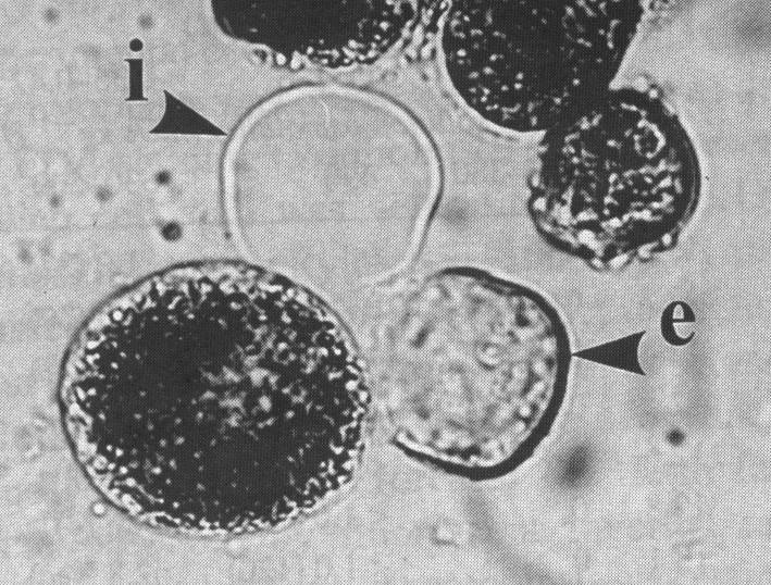 Vývojová biologie Pylové protoplasty