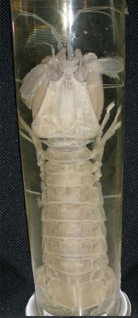 29 korýši (Crustacea): rakovci (Malacostraca): různonožci (Amphipoda) (1); stejnonožci (Isopoda) (2); ústonožci (Stomatopoda)