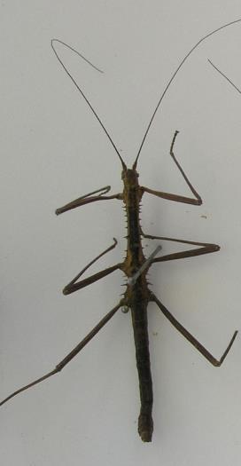 34 Hexapoda hmyz (Insecta)