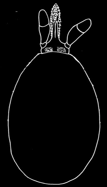 21 klepítkatci Chelicerata: roztoči Acari klíště obecné Ixodes ricinus pedipalpy hypostom 500 m chelicery chitinové destičky 1000 m smyslová políčka hřbetní strana břišní strana