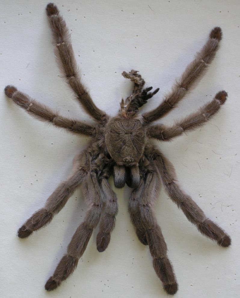 24 klepítkatci Chelicerata: pavouci Araneida sklípkan Psalmopoeus cambridgei Makroskopicky ostrorep Limulus sp.