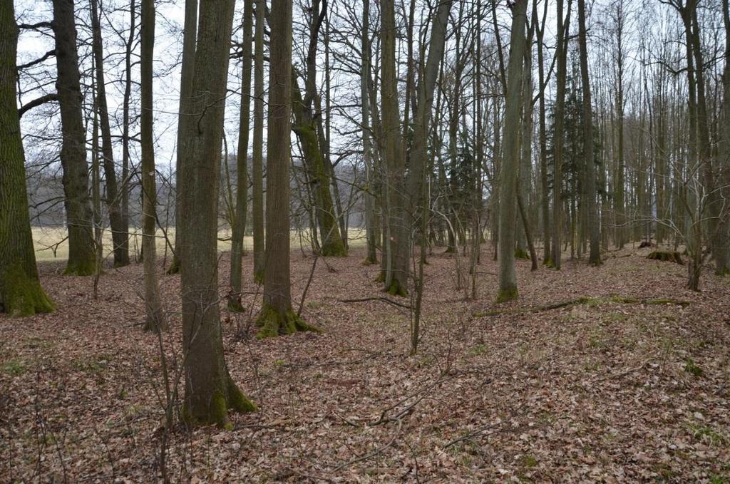 4 Fotografie inundačního území s určenou hodnotou Manningova součinitele drsnosti [11] Obrázek 5.