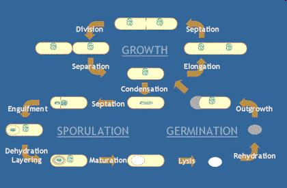 Morfologie buňky vprostřed buněčného cyklu Životní cyklus rodu Bacillus - u některých jeho druhů i u jiných rodů