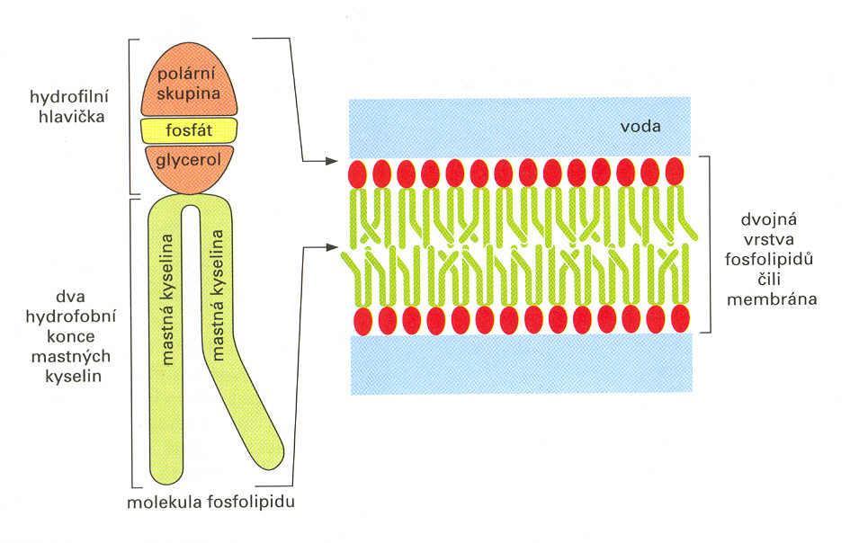 Buněčné povrchy Buněčná stěna nachází se u některých eukaryotických a většiny prokaryotických buněk Stavba: tvoří ji vrstva