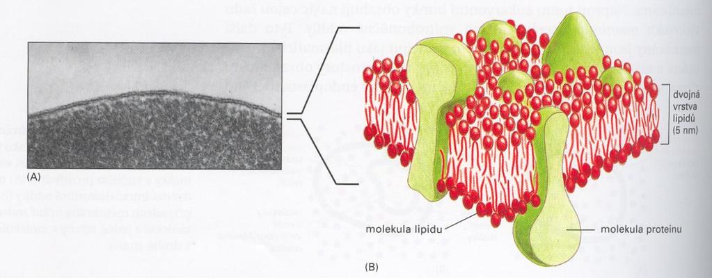 - je plně propustná PERMEABILNÍ Plasmatická membrána většinou jediná membrána prokaryotických buněk Stavba: základ tvoří