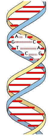 Chromozomální podstata dědičnosti DNA, RNA, proteiny DNA nese informaci potřebnou pro regulaci vývoje, růstu, metabolismu a reprodukce složena