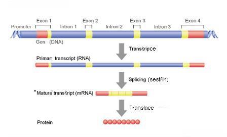polypeptidu a nezbytné regulační sekvence pro regulaci své exprese promotor (5 -konec) vazebná místa pro