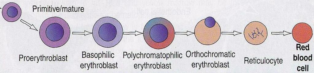 ctpl. bazofilní vzhledem k syntéze Hb polychromatofilní erytroblast