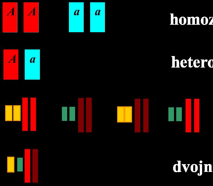 2. semestr, 1. výukový týden OPAKOVÁNÍ str. 4 TÉMA 3. Mono- a dihybridismus a) Pojmenujte genotypy b) Vysvětlete zápisy, uveďte rozdíly: AA aa Aa a 1 a 2 c) Str. 17, úkol č.