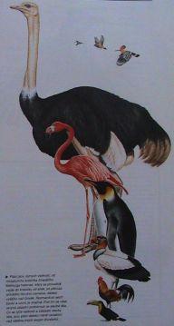 AVES% %Ptáci%% Homeotermní'Archosauria,' tělní'pokryv'peří,'tělesná'