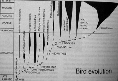 Fosilní'záznam' Archeopteryx,,Ichthyornis,, Hesperonis'(Cr' 'zuby),' výrazné'rozšíření'v'posledních' desedleech:'enandorniddae,' Confuciusornis'etc.