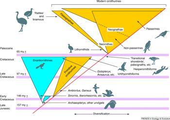 Základní'členění'(Huxley'1867):'Paleognathae''vs.' Neognathae'(1868' 'ptáci' Theropoda)' Tradiční'klasifikace:'Alexander'Wetmor'1930' ' kanonické'uspořádání'řádů'(srv.