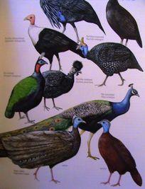 18' Galliformes:%Phasianidae% VRUBOZOBÍ% ANSERIFORMES%Wagler,%1831% 3'families'58'genera'and'171'species.