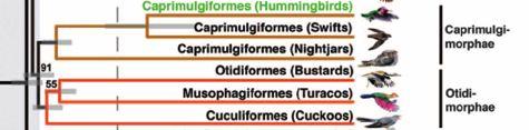 ''\``Apodidae'(Swiqs)' '''''''''''''''''''''''\``Trochilidae'(Hummingbirds)' Otidimorphae Kukačkodropi Caprimulgimorphae lelkosvišťouni