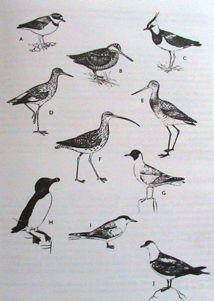 Charadriiformes% %Shorebirds% 20'families,'100'genera'and'over'380'species% Pluvianellidae:'Magellanic'Plover'