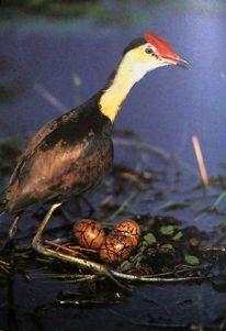 Recurvirostridae:'SDlts,'Avocets' Ibidorhynchidae:'Ibisbill' Haematopodidae:'Oystercatchers' Charadriidae:'Plovers'