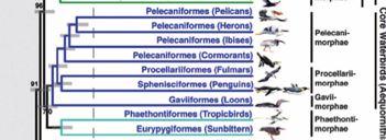 Eurypygidae:'SunbiÖern'Selby,'1840' 1'genus,'1'species' ''''SunbiÖern,'Eurypyga'helias' ' PHAETHONTIFORMES''`'faetoni'