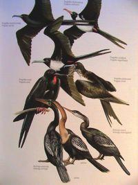 ''''\``Spheniscidae'(Penguins)' '''''''''''' ''\``Procellariiformes% '''''''''''' '''''''\``+``OceaniDdae'(Southern'Storm'Petrels)' '''''''''''' ''''''''''\``+``Diomedeidae'(Albatrosses)'