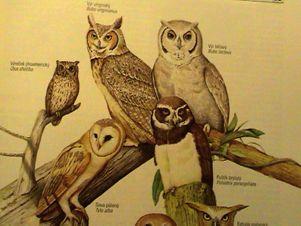 STRIGIFORMES%L%sovy% Tytonidae:'Barn'Owls'Mathews,'1912'(1866)' 2'genera,'18'species''