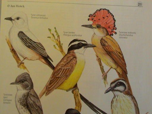 Passeriformes'`'Oscines'2' Řada'paralelismů'`'typické'potr.