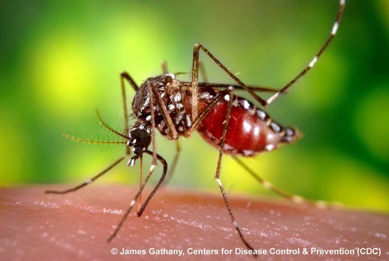 Přenos Zika viru Komáří štípnutí Druh Aedes (A. Aegypti, A.