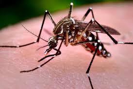 Zika virus - Historie Komárem přenášené flavivirové infekce 1947: Poprvé identifikován v Ugandě 2007: První velká epidemie Yap