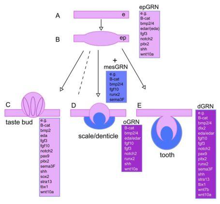 interactions of ep- &