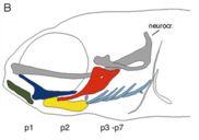 !!! Cranial skeletal systems are independent and non-interchable!