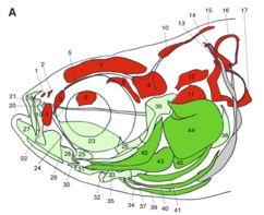 teeth developing from epithelium/mesenchyme interface In development - embryonic cells are