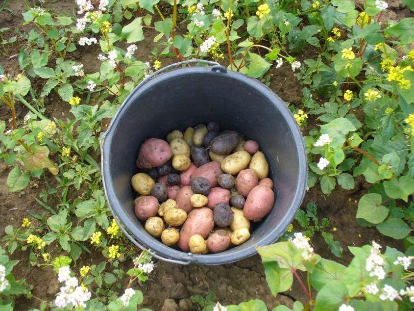 Odrůdy bramboru z hlediska plísně bramboru a jejich vhodnosti do ekologického zemědělství Náchylnost odrůd je významným hlediskem.