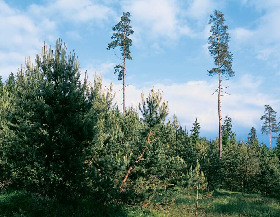 PlzeÀsko a Karlovarsko GEOLOGIE rezervace leïí v plochém sedle na rozvodí fiíãky Svatavy a Libockého potoka s prameni tûm pfiítoku potoka Zadní Liboc.