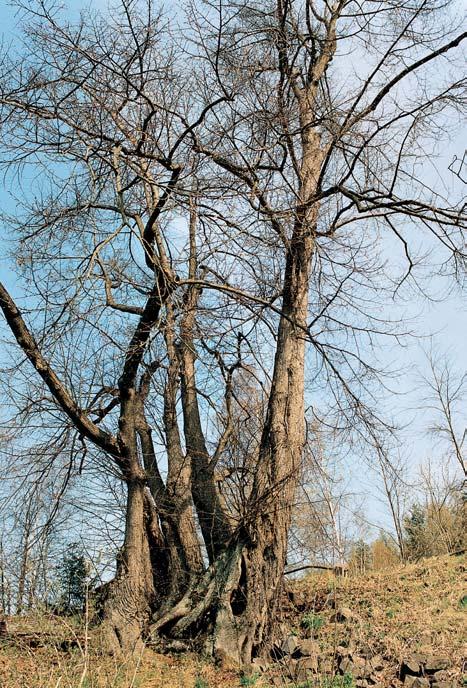 PlzeÀsko a Karlovarsko Památné stromy (kromû CHKO Slavkovsk les). Lípa velkolistá, Jirákova lípa, k. ú. Dolní Nivy, p. ã. 87/, u ãp. 7 v severní ãásti obce. O: 768 cm, Vs: 26