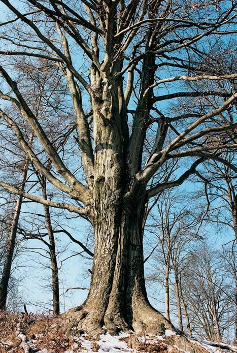 ã. 735/, v zahradû 6. matefiské koly Kraslice-Lipová. O: 280 cm, Vs: 35,5 m, S: cca 50 let. 4. Javor klen, k. ú. Kraslice, p. ã. 735/, v zahradû 6. matefiské koly Kraslice Lipová.