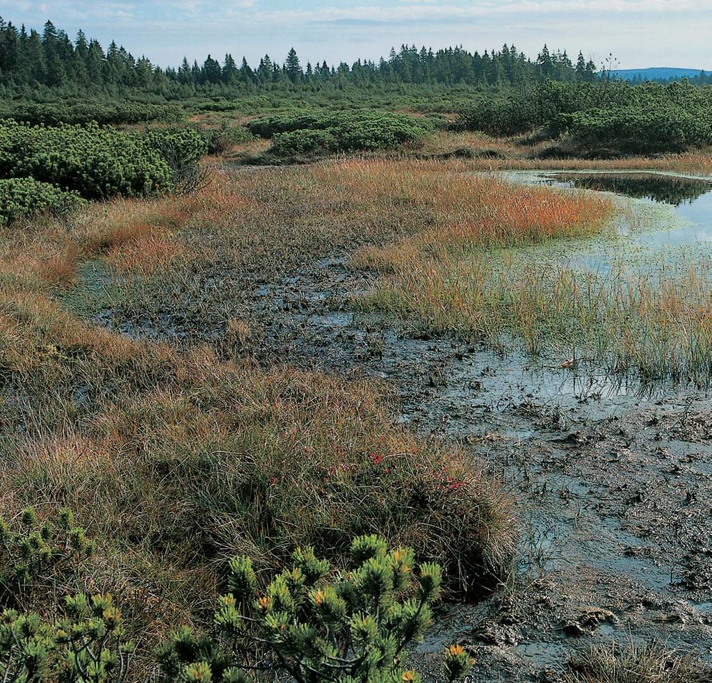 PlzeÀsko a Karlovarsko GEOLOGIE Území národní pfiírodní rezervace leïí na holorovinû Kru n ch hor.