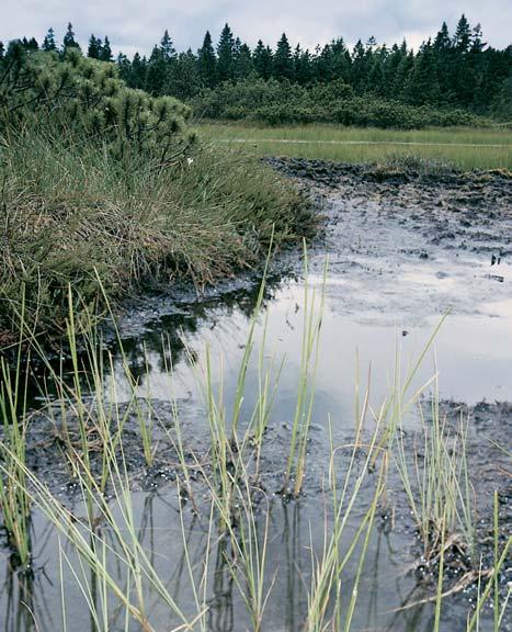 V obou spoleãenstvech je dominantním druhem mechového patra ra eliník klamn (Sphagnum fallax). Uvnitfi vrchovi tû je rozsáhlé pásmo porostû ra elinné kleãe Pino rotundatae-sphagnetum, kde dominuje r.