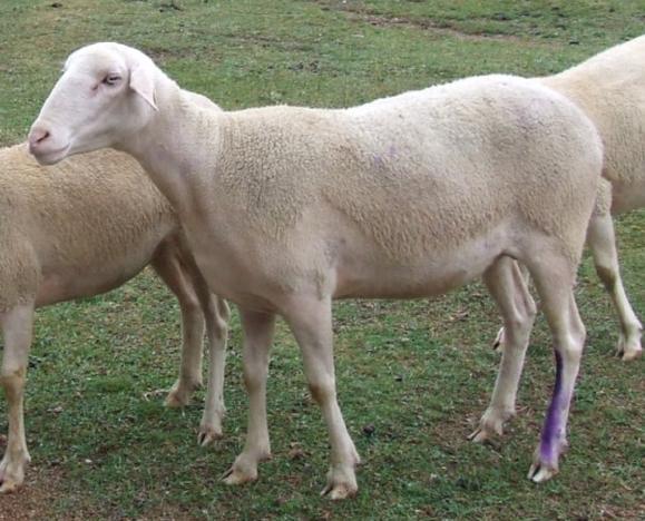 Jednotlivé partie ovce ovlivňují její komplexní čistotu. Mezi tyto jednotlivé části těla ovce patří záď, oblast stehna, pupeční oblast, vemeno a distální část pánevní končetiny.