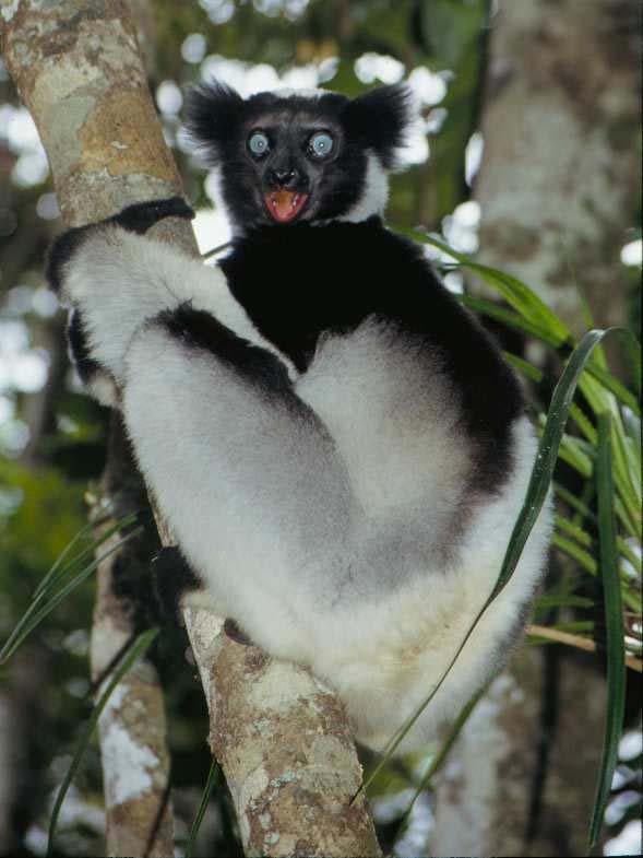 Indri indri redukovaný ocas,