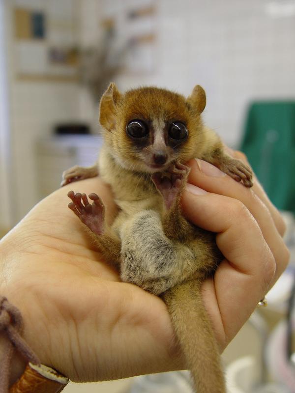 Lemuroidea: jen Madagaskar, lemuros lat.