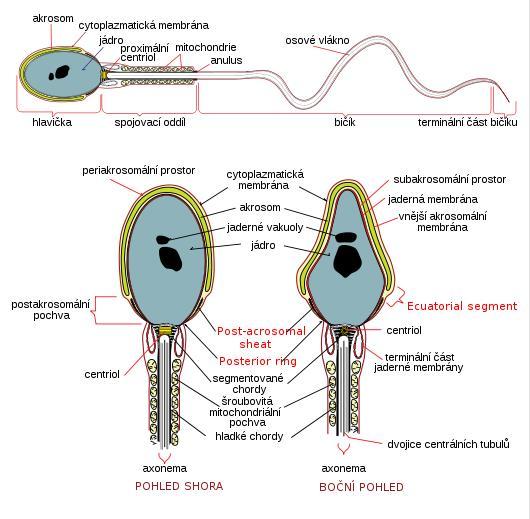 Obr. 1: Morfologická stavba spermie (zdroj: https://cs.wikipedia.org/wiki/spermie) Morfologická stavba spermie je jeden z nejdůležitějších parametrů, který se hodnotí před léčbou IVF.