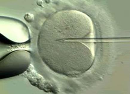 embryí do 3. dne v podmínkách in vitro o objemu 20 µl a překryté minerálním olejem k prevenci evaporace o objemu 1,4 ml (SAGE, BIOCARE Evropa, Itálie).