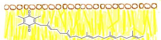 Ubichinon (koenzym Q) je komponentou dýchacího řetězce n H Postupně váže dva