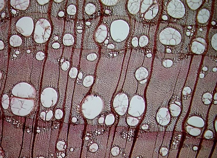 ) rostoucího na permafrostu. Důsledek nárůstu teplot. Schweingruber et al.