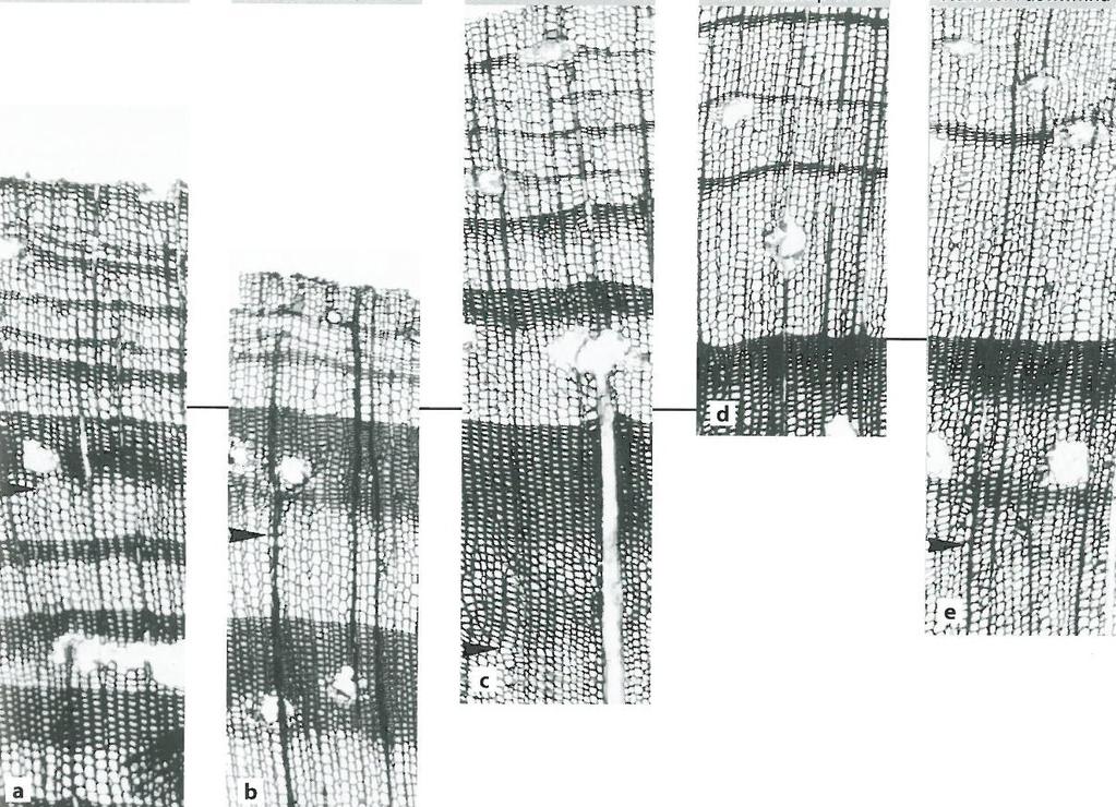strana 31 31 Vliv antropogenních faktorů Poškození radiací (pokračování) Dřevo borovice lesní (Pinus