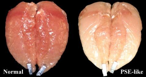 Před několika lety bylo navrženo, že se tento stav PSE masa může vyskytovat i u drůbeže. Maso typu PSE se vyznačuje světlou barvou, ochablou texturou, špatnou schopností zadržovat vodu.