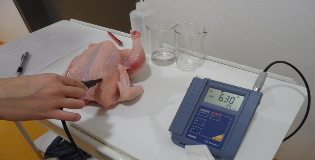 4.2 Měření ph U poražených kuřat z obou pokusů bylo po vykrvení, oškubání a vykuchání asi 50 minut po porážce měřeno ph.